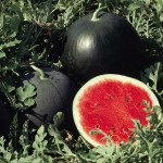 Арбуз Ред Стар F1 /1.000 семян/ *Nunhems Zaden*