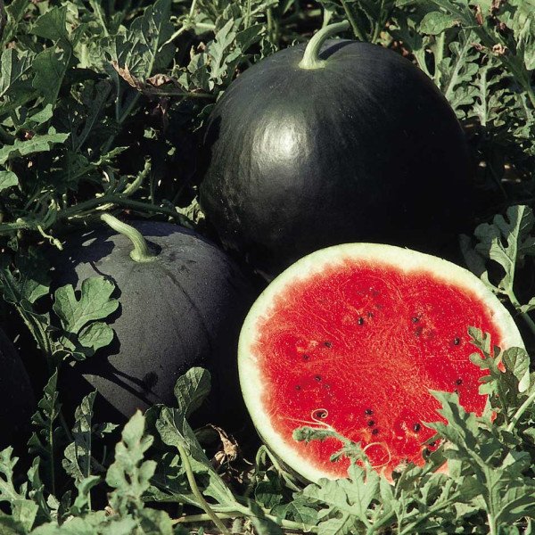 Насіння кавуна Ред Стар F1 /1.000 насінин/ *Nunhems Zaden*