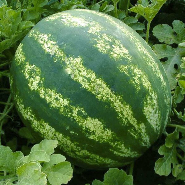 Насіння кавуна Стетсон F1 /1.000 насінин/ *Tezier*