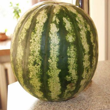 Кавун Стетсон F1 /1.000 насінин/ *Tezier*