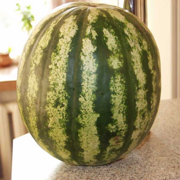 Насіння кавуна Стетсон F1 /1.000 насінин/ *Tezier*