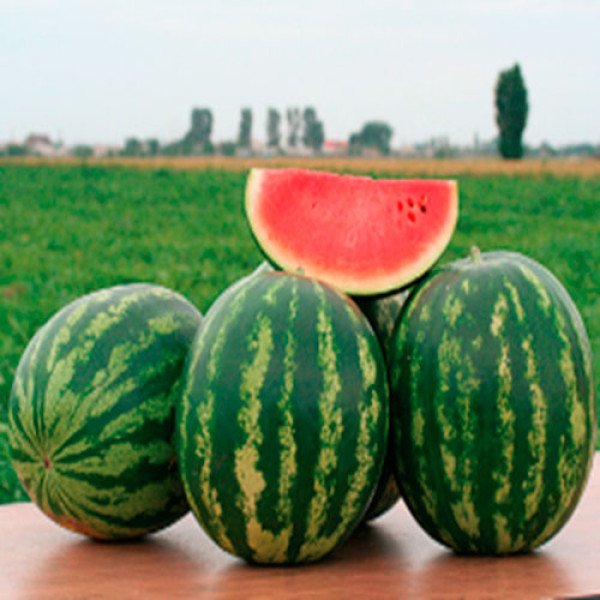 Семена арбуза Трофи F1 /1.000 семян/ *Nunhems Zaden*