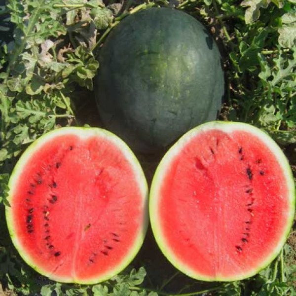 Семена арбуза Шуга Бейби /0,5 кг семян/ *United Genetics*