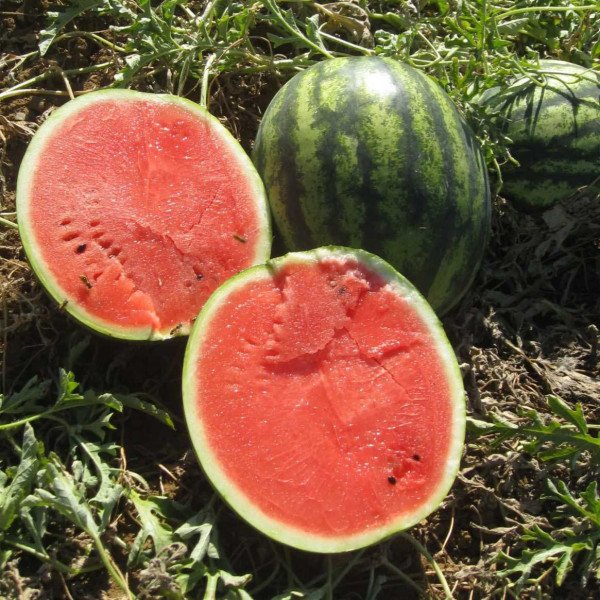 Семена арбуза Эрли Джитана F1 /1.000 семян/ *United Genetics*