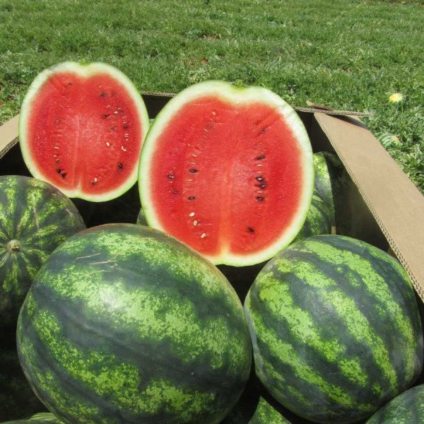 Семена арбуза Эрли Джитана F1 /1.000 семян/ *United Genetics*