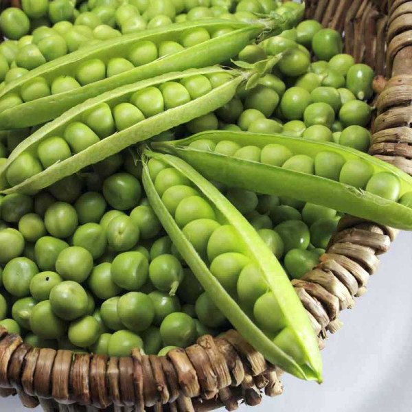 Насіння гороху Болеро /0,5 кг насіння/ *May Seeds*