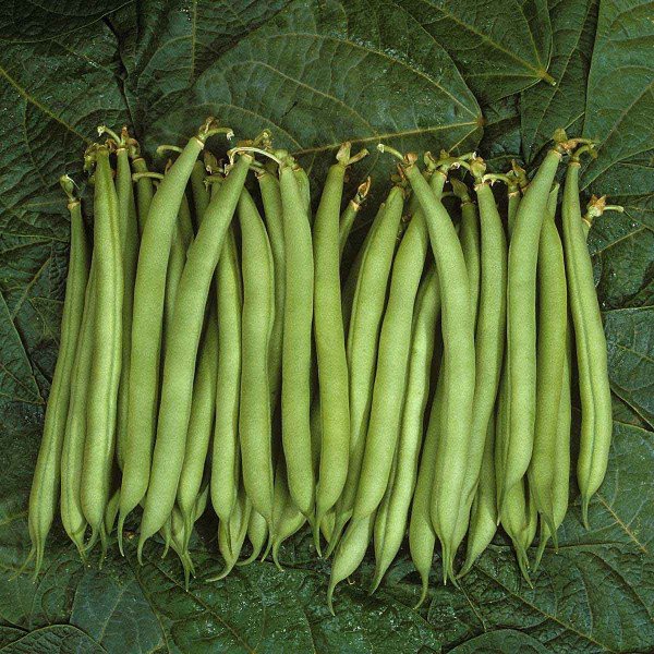 Семена фасоли Палома /100.000 семян/ *Nunhems Zaden*