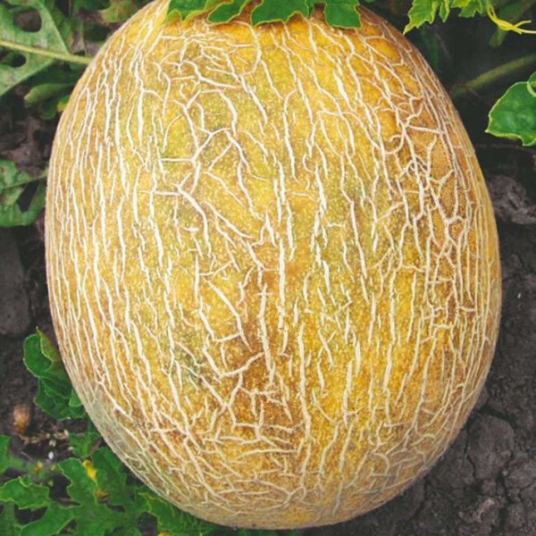 Насіння дині Ананас /100 грам/ *Tezier*