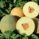 Диня Голді F1 /1.000 насінин/ *Tezier*