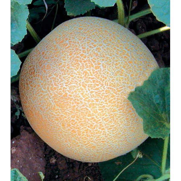 Насіння дині Сітірекс F1 /1.000 насінин/ *Tezier*
