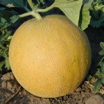 Диня Сітірекс F1 /1.000 насінин/ *Tezier*