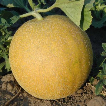 Диня Сітірекс F1 /1.000 насінин/ *Tezier*