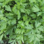 Петрушка Гіганте де Італія /100 грам/ *Hem Zaden*