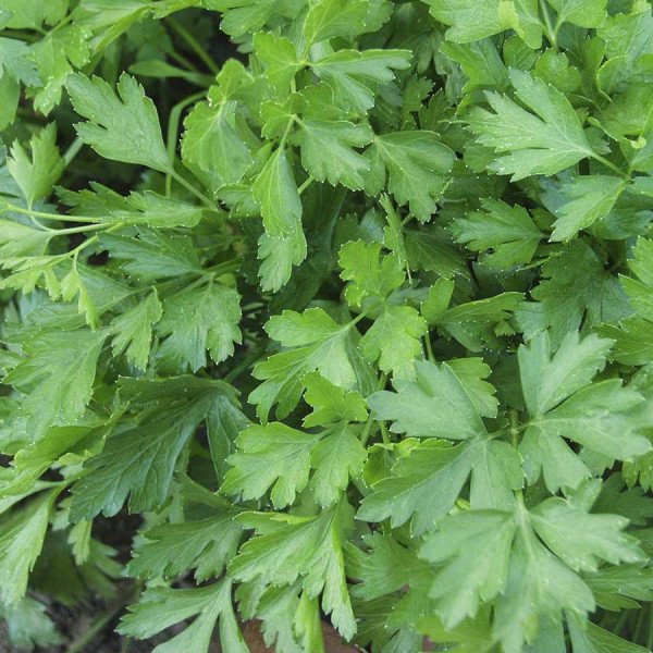 Насіння петрушки Гіганте де Італія /100 грам/ *Hem Zaden*