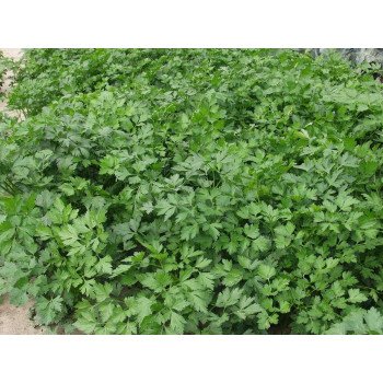 Петрушка Гиганте де Италия /0,5 кг семян/ *Hem Zaden*