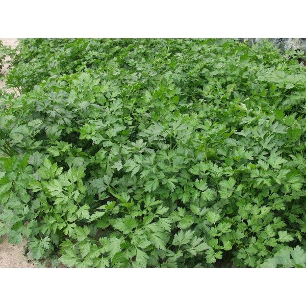 Насіння петрушки Гіганте де Італія /0,5 кг насіння/ *Hem Zaden*