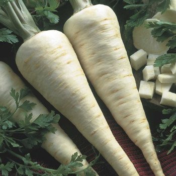 Петрушка корневая Игл /50 грамм/ *Bejo Zaden*