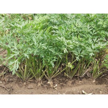 Петрушка корневая Игл /50 грамм/ *Bejo Zaden*