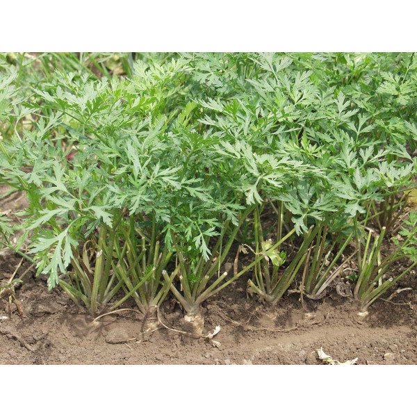 Семена петрушки корневой Игл /50 грамм/ *Bejo Zaden*