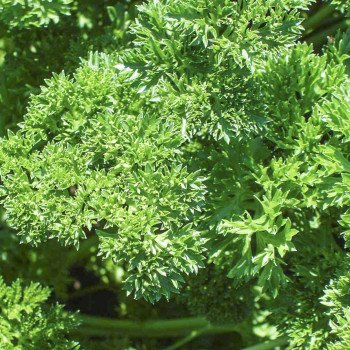 Петрушка кудрявая Петра /50 грамм/ *Bejo Zaden*