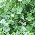 Петрушка листова Ріалто /50 грам/ *Bejo Zaden*