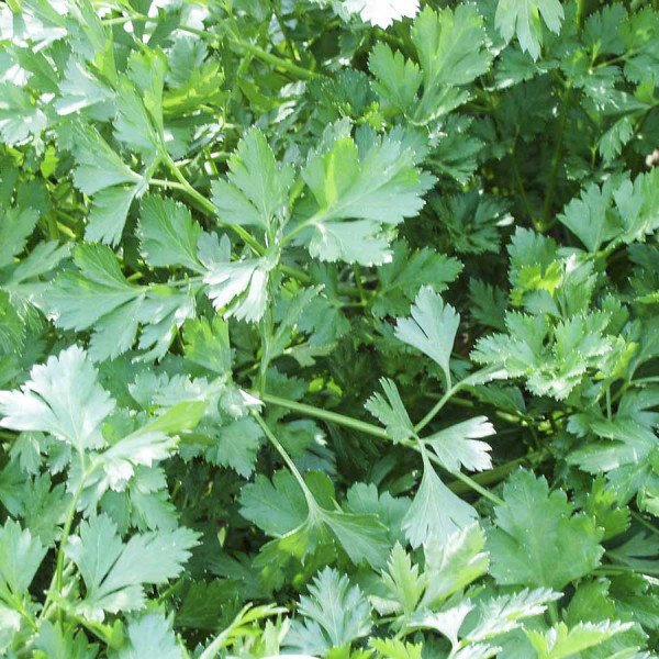 Насіння петрушки листової Ріалто /50 грам/ *Bejo Zaden*