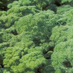 Петрушка кучерява Ріна /10 г/ *Rijk Zwaan*