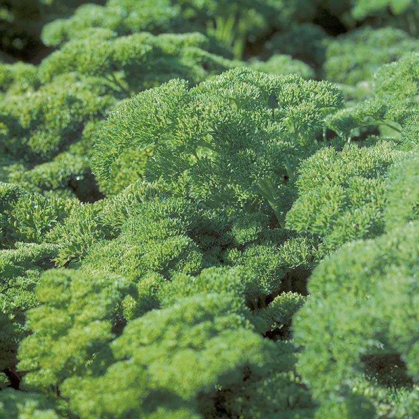 Насіння петрушки кучерявої Ріна /50 г/ *Rijk Zwaan*