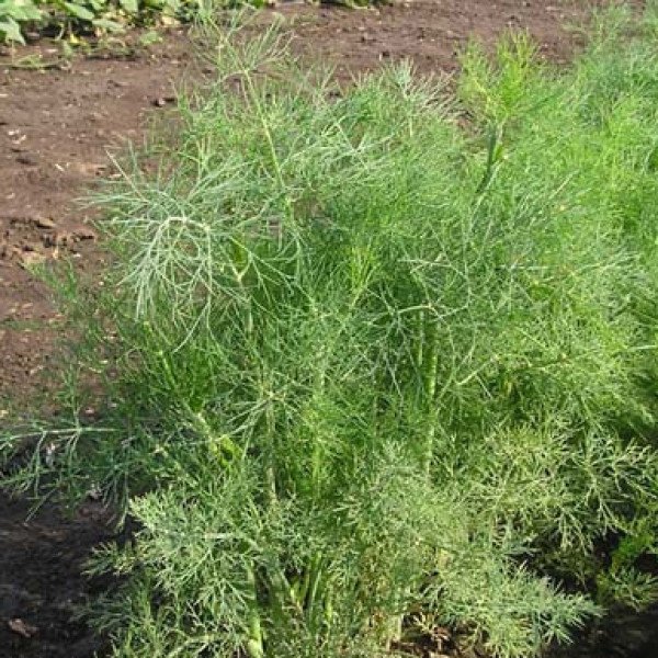 Насіння кропу Роял Ділл /1 кг насіння/ *Anseme*