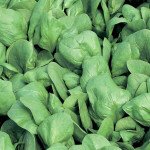 Шпинат Боа /25.000 семян/ *Rijk Zwaan*