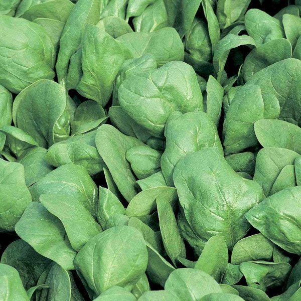 Семена шпината Боа /25.000 семян/ *Rijk Zwaan*