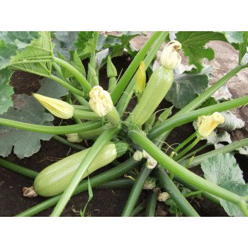 Кабачок Алія F1 /2.500 насінин/ *Tezier*