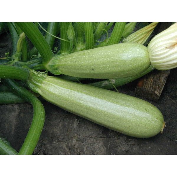 Семена кабачка Алия F1 /2.500 семян/ *Tezier*