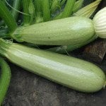 Кабачок Алія F1 /500 насінин/ *Tezier*