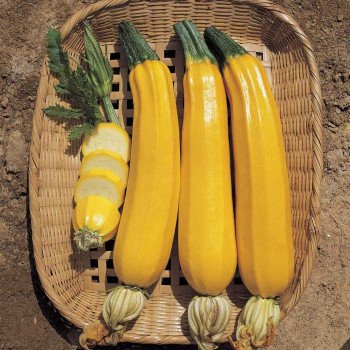 Кабачок Елоу Хаус F1 /500 насінин/ *Nong Woo Bio*