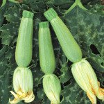 Кабачок Искандер F1 /1.000 семян/ *Seminis*