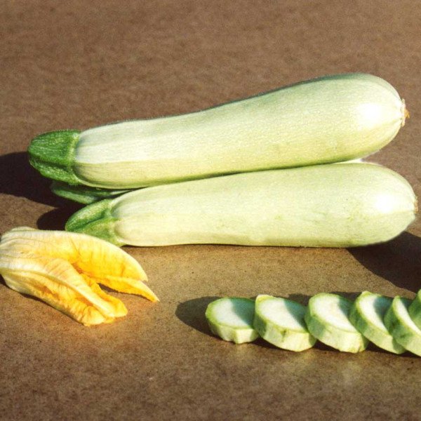 Семена кабачка Кавили F1 /1.000 семян/ *Nunhems Zaden*