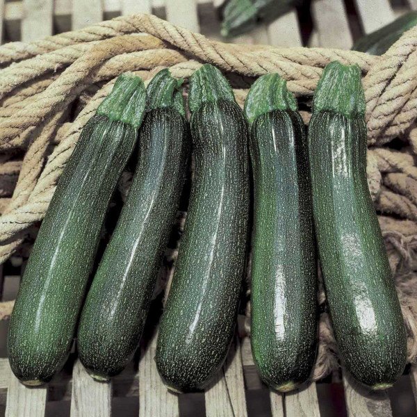 Насіння кабачка Кора F1 /500 насінин/ *Tezier*