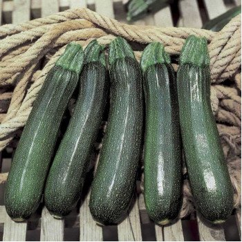 Кабачок Кора F1 /2.500 насінин/ *Tezier*