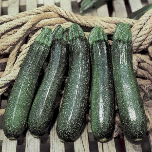 Семена кабачка Кора F1 /2.500 семян/ *Tezier*