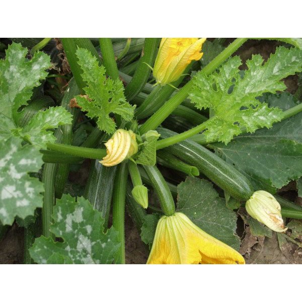 Семена кабачка Кора F1 /2.500 семян/ *Tezier*