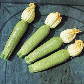 Кабачок Мостра F1 /2.500 насінин/ *Tezier*