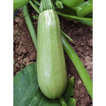 Кабачок Мостра F1 /2.500 насінин/ *Tezier*