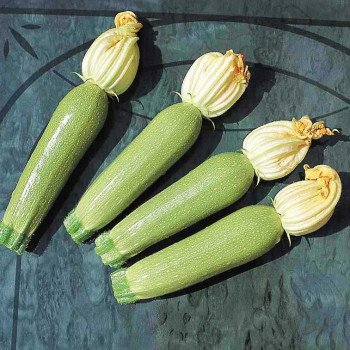 Кабачок Мостра F1 /500 насінин/ *Tezier*