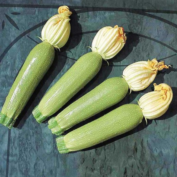 Семена кабачка Мостра F1 /500 семян/ *Tezier*