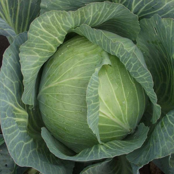 Насіння капусти білокачанної Амтрак F1 /2.500 насінин/ *Bejo Zaden*