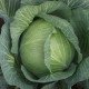 Насіння капусти білокачанної Амтрак F1 /2.500 насінин/ *Bejo Zaden*