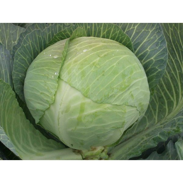 Насіння капусти білокачанної Амтрак F1 /2.500 насінин/ *Bejo Zaden*