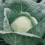 Капуста белокочанная Анкома F1 /1.000 семян/ *Rijk Zwaan*