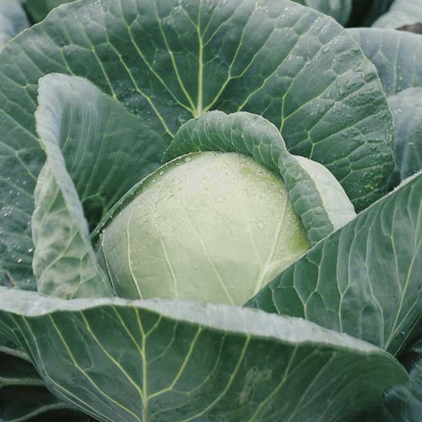 Насіння капусти білокачанної Анкома F1 /10.000 насінин калібр/ *Rijk Zwaan*